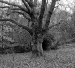 Libro Secret Garden, autor Tino Fernández