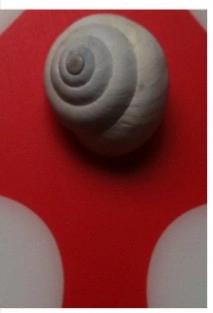 BABA DE CARACOL