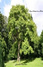 Libro Bajo la Sombra de un Árbol, autor Judith Auxiliadora Vidal Silva