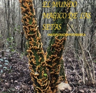 El Magico Mundo de las Setas: una exploración fotográfica