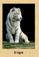 Libro El tigre, autor Carlos Maza Gómez