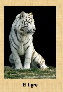 El tigre
